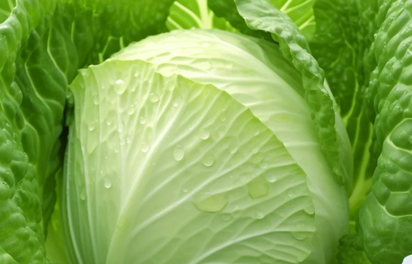 Cabbage