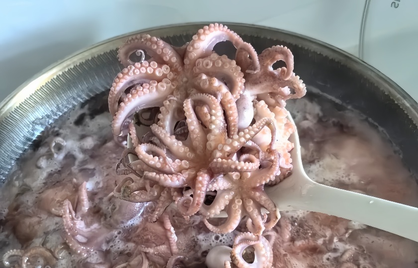 Octopus