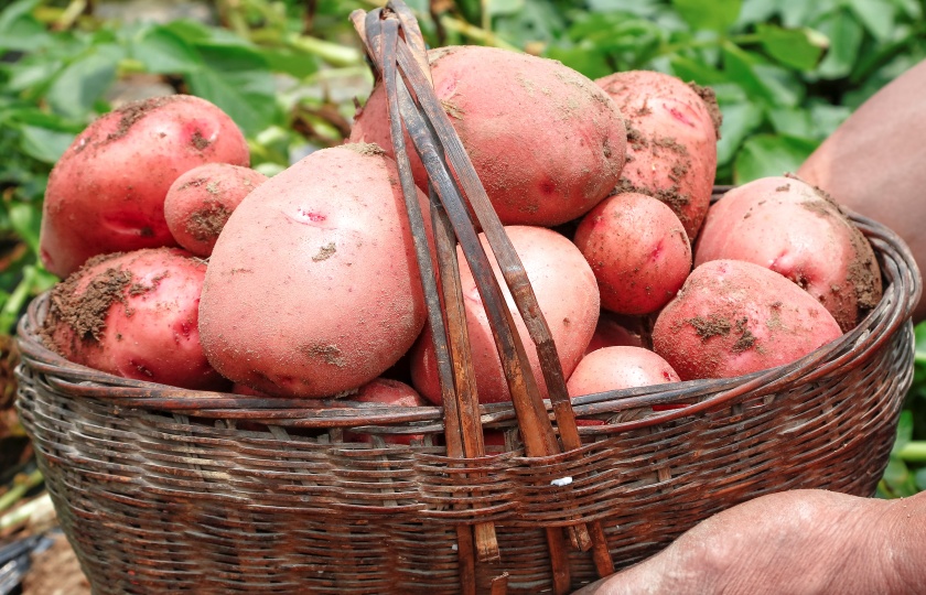 red potatoes