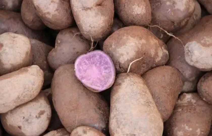 Purple potato