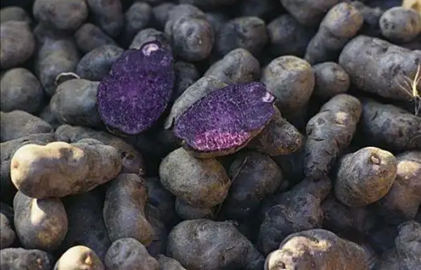 The Skin Benefits of Purple Potatoes: Natural Nourishment and Rejuvenation for Your Skin