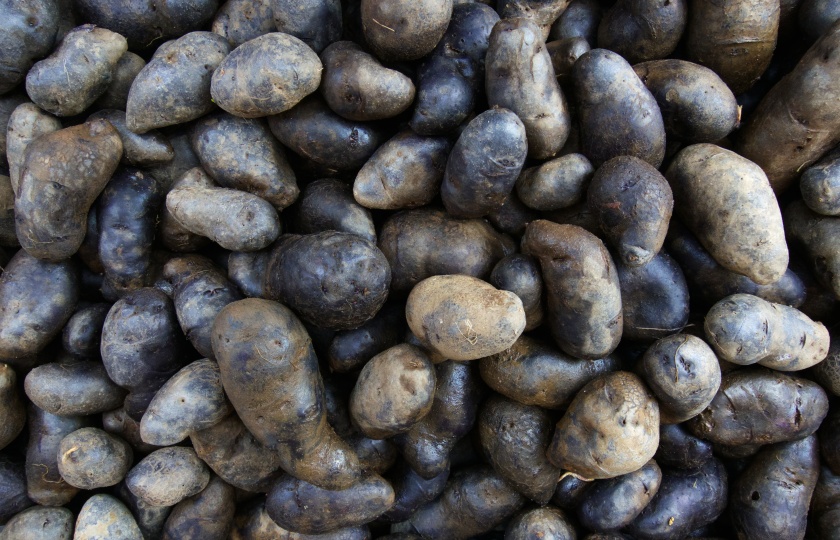 Purple potato