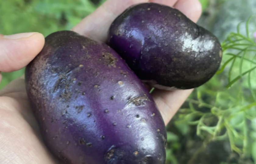 Want to diversify your menu? Discover: How to cook purple potatoes (8 methods)