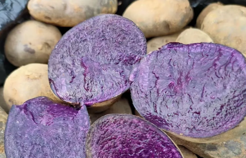 Purple potato