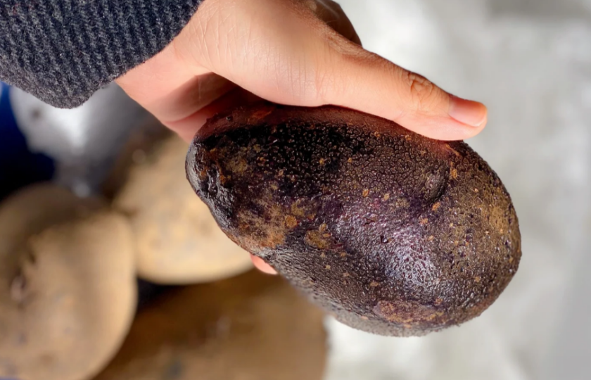 Purple potato