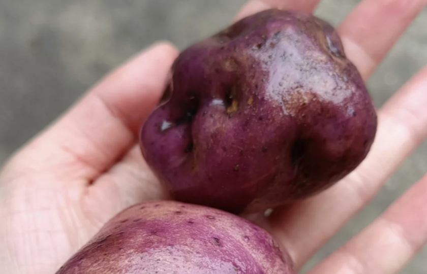 Purple potato