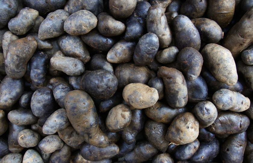 purple potatoes