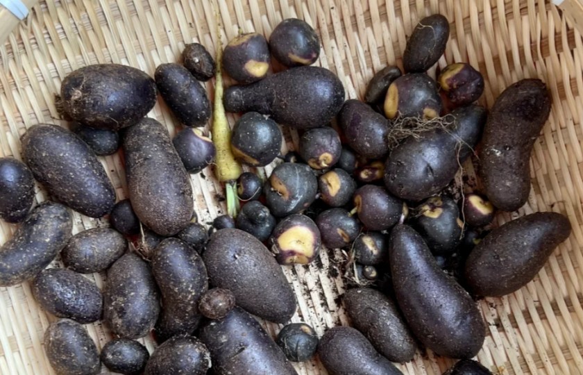 I’ve never seen this before—why are my purple potatoes green?