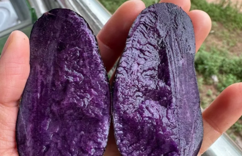 Purple potato