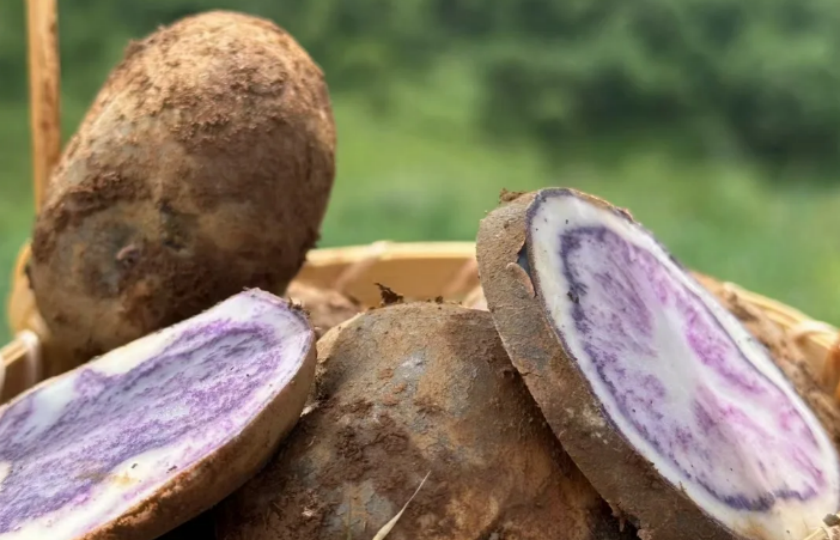 Curious about the benefits of purple potatoes? Here's the nutritional value