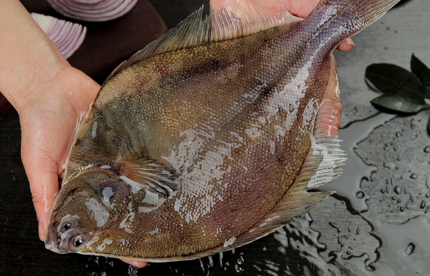 flounder