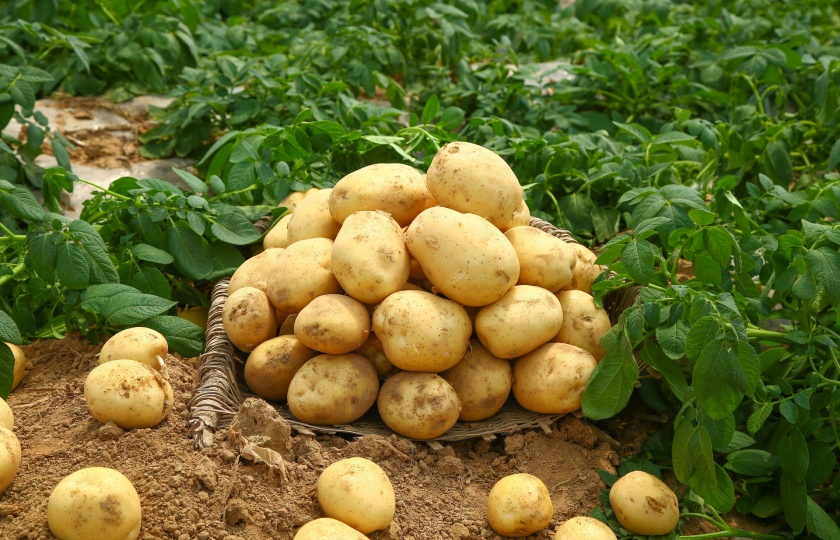 Discover How Are Potatoes Cleaned and Sorted